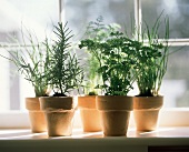 Assorted Herbs Growing in Clay Pots; Window Sill