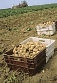 Geerntete Kartoffeln in Steigen auf dem Feld; Traktor