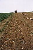 Kartoffelfeld mit einigen Steigen und Traktor