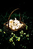 A Basket of Wild Mushrooms in the Grass