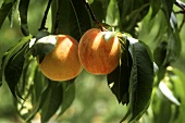 Zwei Pfirsiche auf einem Zweig am Baum in der Sonne