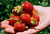 Hand hält frisch gepflückte Erdbeeren