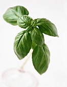 Fresh Basil