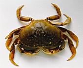 A Single Dungeness Crab