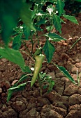 A Green Chili Pepper Growing on the Plant