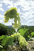 Tuscan White Wine Grapes; Malvasia; Trebbiano; Albano