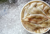 Sole Fillets in a Container on Ice