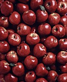 Several Fresh Red Apples