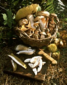 A Basket of Wild Mushrooms