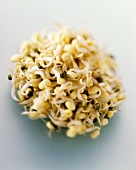 A Clump of Soy Sprouts