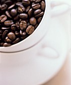 Coffee Beans in Cup