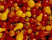 Verschiedene rote und gelbe Tomaten mit Wassertropfen