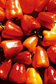 Rote und orangefarbene Paprikaschoten (bildfüllend)