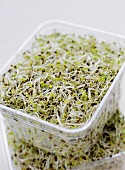 Alfalfa Sprouts in a Plastic Container
