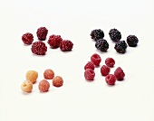 Four Raspberry Varieties