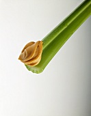A Celery Stalk with Peanut Butter