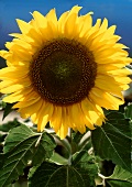 One Perfect Sunflower