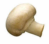 Mushroom; Close-Up