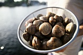 Mussels in a sieve