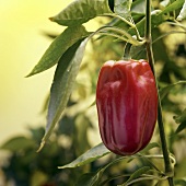 A Red Bell Pepper Plant