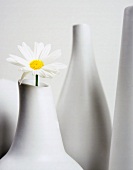 A single marguerite in a white china vase