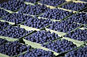Blueberries in cardboard punnets (filling the picture)