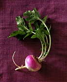 Turnip with leaves