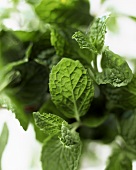 Mint leaves (close-up)