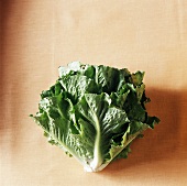 A lettuce