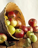 Assorted Apples Spilling from a Basket