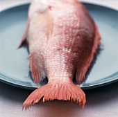 Red snapper on blue plate