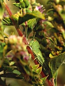 Grasshopper on a patchouli plant