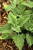 Catmint in open air