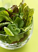 Mixed salad leaves without dressing in glass bowl