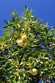 Grapefruits on the tree