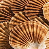 Scallop Shells, Close Up (Full Frame)