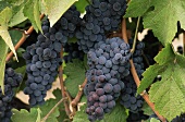 Pinot Noir Grapes on the Vine