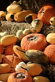 Assorted Types of Squash on Hay Bales
