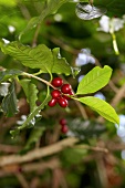 Coffee Berries on the Branch
