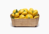 Baby Yellow Squash in Wooden Basket on White Background
