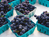 Cardboard Containers of Freshly Picked Blueberries