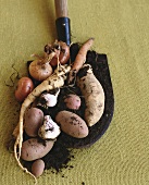 Root Vegetables on a Shovel with Dirt on a Burlap Background