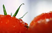 Tomaten mit Wassertropfen (Close Up)
