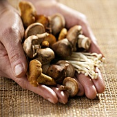 Hands holding assorted mushrooms