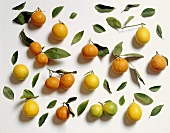 Tangerinen & Zitronen vor weißem Hintergrund
