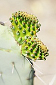 Prickly pear (Opuntia) with young prickly pears