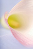 View into a calla lily (close-up)
