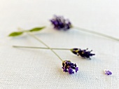 Lavendelzweige mit Blüten
