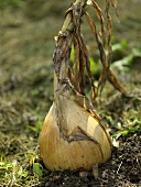Onion in a vegetable bed