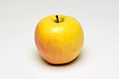 A yellow apple (variety: Suncrisp)